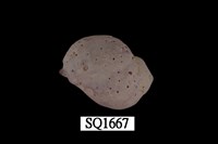 藏品(紫口珊瑚螺)的圖片